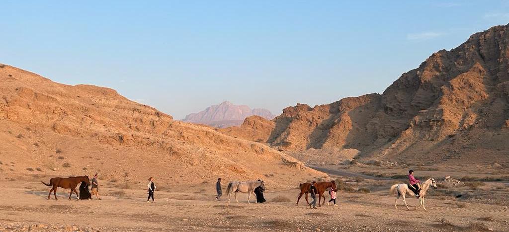 Walking with horses in Ras al Khaimah Rescue Project